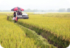 Chủ động mở rộng thị trường gạo